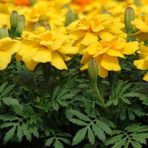 50 Marigold Seeds French Durango Yellow Seeds