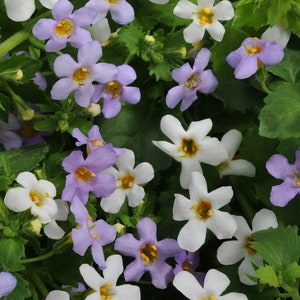 May include: A close-up of a cluster of small, delicate flowers. The flowers are a mix of white and light purple, with yellow centers. The flowers are growing in a lush green garden.