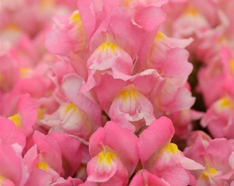 Snapdragon Seeds 50 Pelleted Seeds Snapdragon Snapshot Pink