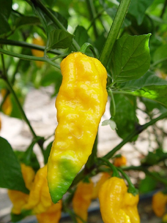 50 Pepper Seeds Bhut Jolokia Yellow Ghost Pepper - Etsy