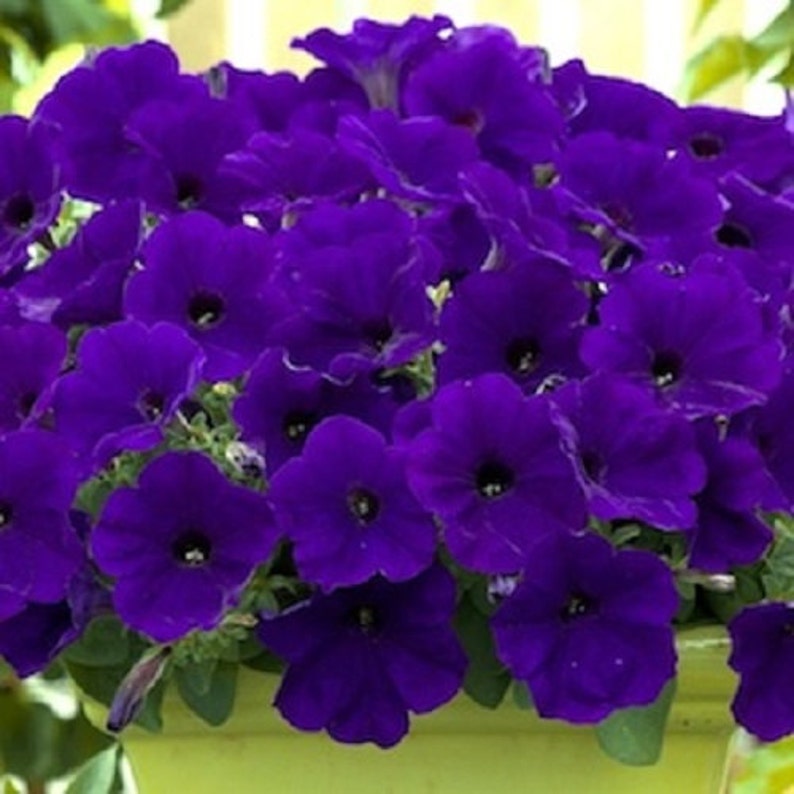 25 Pelleted Seeds Trilogy Blue Trailing Petunia Seeds Etsy