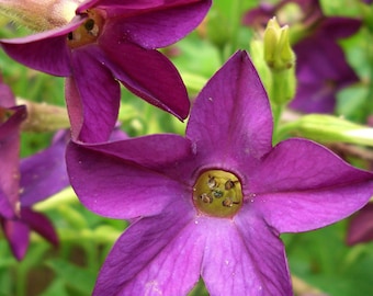 flowering tobacco peach screamer Nicotiana Peach Screamer (25 Flower Seeds)