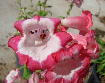 50 Penstemon Seeds Flagstaff Red & White Flower Seeds Perennial