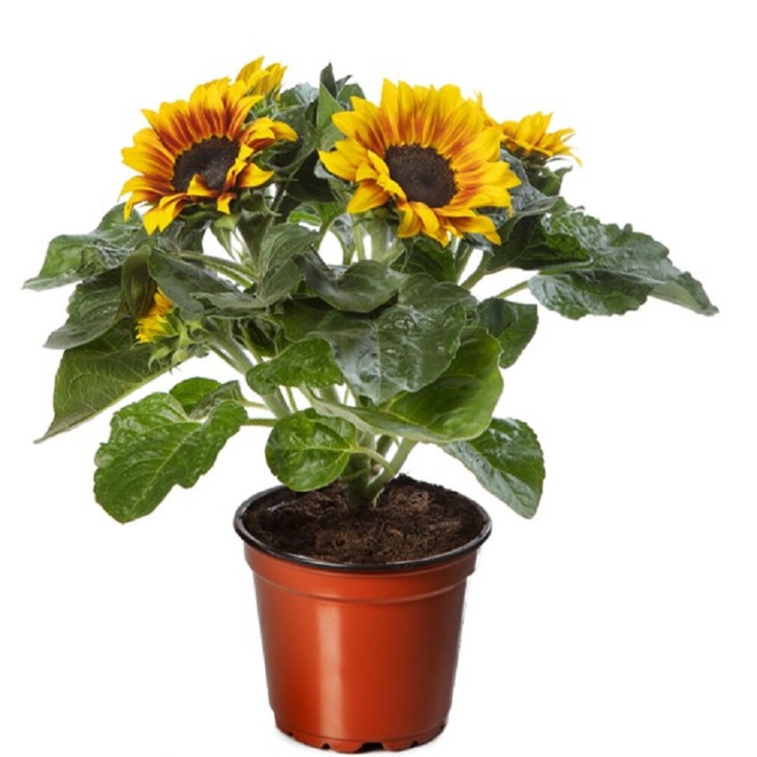 Sunflower Seeds Solsation® Flame 25 Flower Seeds Etsy