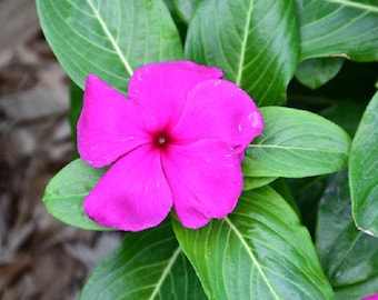 Vinca Seeds Mega Bloom Grape 25 Seeds Large Blooms