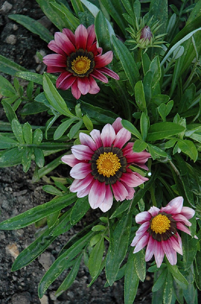 MPB#12 Gazania Seeds New Day Pink Shades Gazania Linearis 15