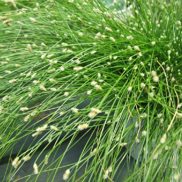 Ornamental Grass Seeds Fiber Optic Grass Seeds 25 Multi Pelleted Seeds