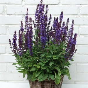 Salvia New Dimension Blue 50 Seeds Perennial Seeds