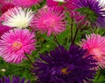 100 Seeds Aster Callistephus Tall Needle Unicom Mix