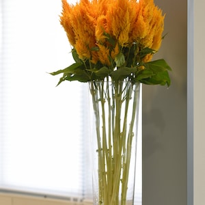 25 Pelleted Celosia Seeds Celosia Sunday™ Gold Cut Flowers