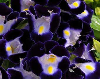 zz plant online buy ZZ Plant in White Ceramic