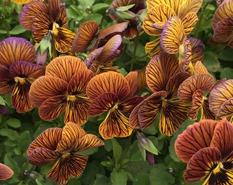 50 Viola Seeds Angel Tiger Eye Red Pansy Seeds