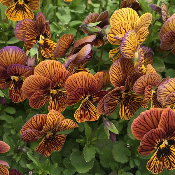 50 Viola Seeds Angel Tiger Eye Red Pansy Seeds