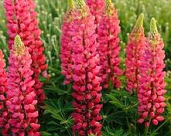 25 Lupine Seeds Popsicle Red Seeds