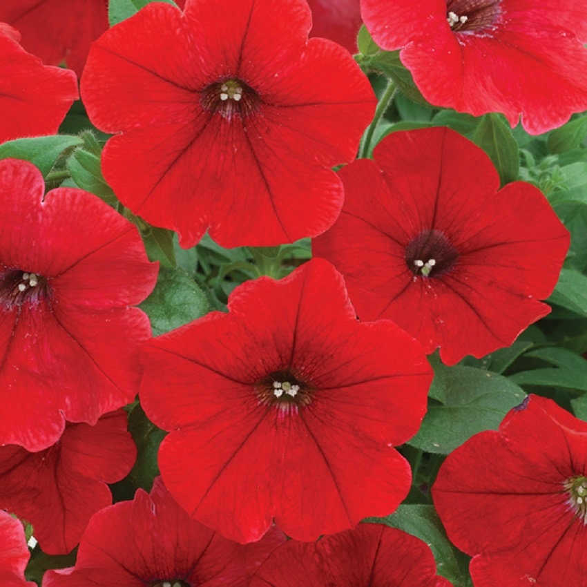 BIN2R9D4 Petunia Seeds 100 Pelleted Petunia Trilogy Rouge Bulk Seeds F1 ...