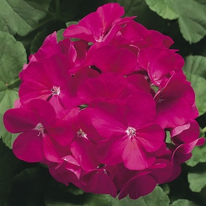 MPB#3 Geranium Ringo Violet Seeds 15 thru 250 Seeds You Pick geranium seeds