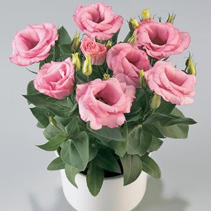 Floral Lisianthus Seeds Rosie Pink 25 Pelleted Seeds F1 garden flower gift, double flowers
