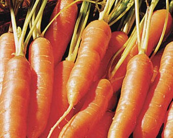 3,000 Carrot Seeds Little Finger Carrots garden seeds
