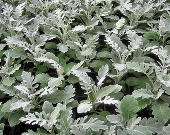 Könnte beinhalten: Nahaufnahme einer Gruppe von Pflanzen mit silbernen Blättern und einer flauschigen Textur. Die Pflanzen wachsen in einem Gartenbeet und haben eine silbrig-grüne Farbe.