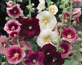 50 Seeds Hollyhock Indian Spring Holly Hock Seeds ( Perennial )