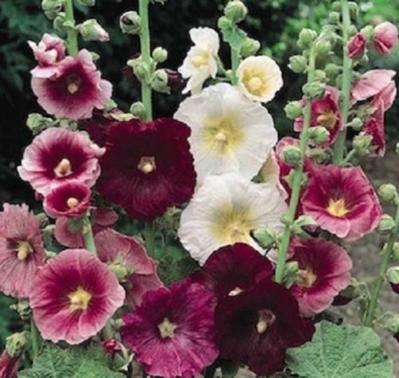 Hollyhock Seeds Chater Maroon Holly Hock Seeds 100 BULK SEEDS Perennial