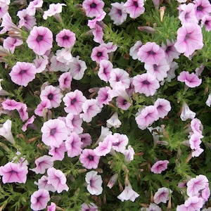 BIN#2R6D4 Pelleted Petunia Seeds Shock Wave Pink Vein 15 thru 100 seeds