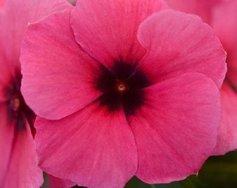 Vinca Tattoo Raspberry 25 thru 250 Seeds New For "2019"