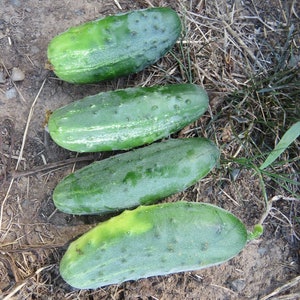 Vegetable Seeds Cucumber Seeds Pick A Bushel Pickling Cucumber F1 Hybrid 25 thru 500 seeds