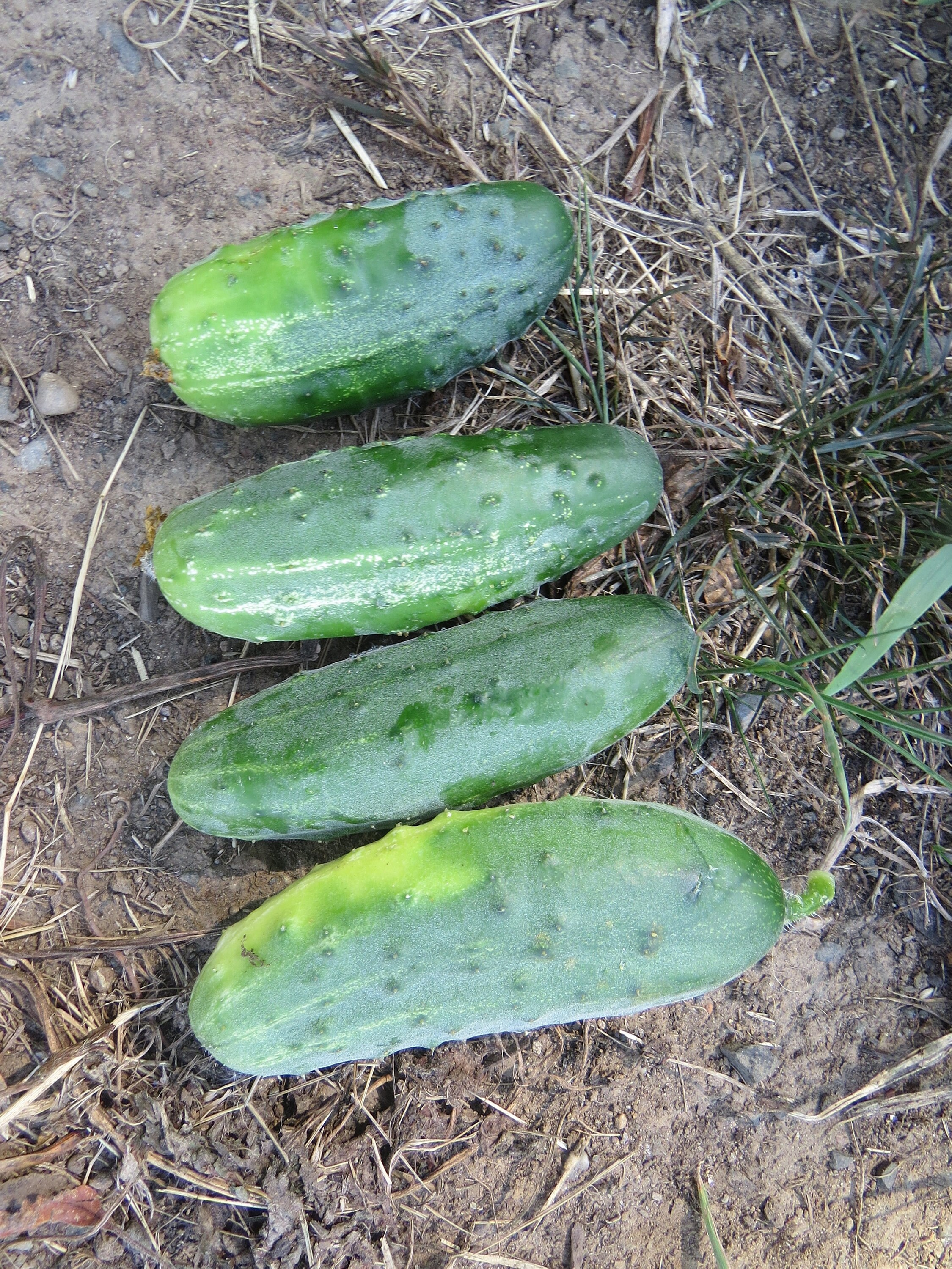 Cucumber Seeds Pick A Bushel Pickling Cucumber F1 Hybrid 25 Etsy