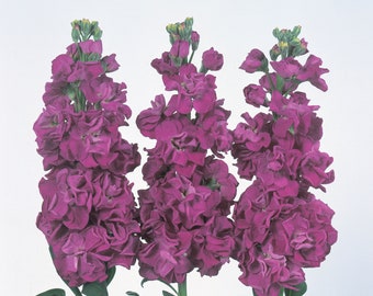 50 Stock Seeds Matthiola Iron Purple Cut Flower Seeds