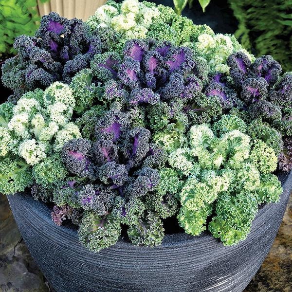 Flowering Kale Seeds Yokohama Mix 50 Seeds Flowering Cabbage Seeds