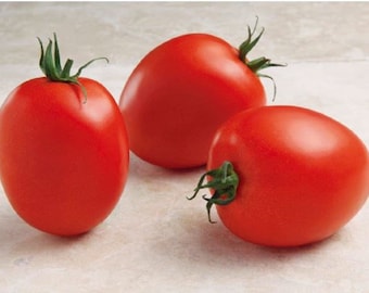 25 Tomato Seeds Namib F1 Hybrid Small Roma Tomato Garden Seeds, Tomatoes