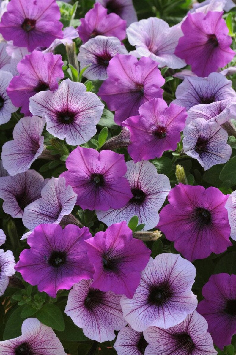 BIN1R8D5 Bulk Petunia Seeds Easy Wave Plum Pudding 100 Etsy