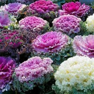 Flowering Cabbage Seeds 50 Osaka Mix Flowering Kale Seeds