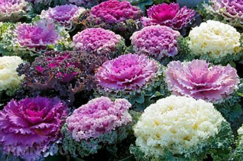 Flowering Cabbage Seeds 50 Osaka Mix Flowering Kale Seeds Etsy