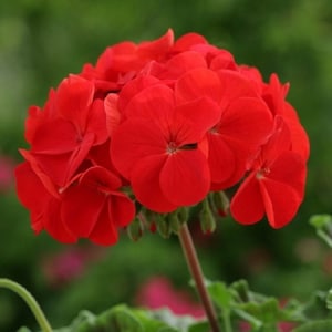 May include: A cluster of vibrant red geranium flowers in full bloom. The flowers have a delicate, ruffled appearance and are arranged in a symmetrical cluster.