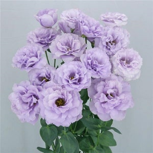 Floral Lisianthus Seeds Megalo Wisteria 25 Pelleted Seeds Cut Flower Seeds