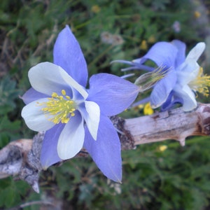 Wildflower Columbine Seeds Colorado Blue 250 thru 3,000 Flower Seeds Aquilegia Seeds