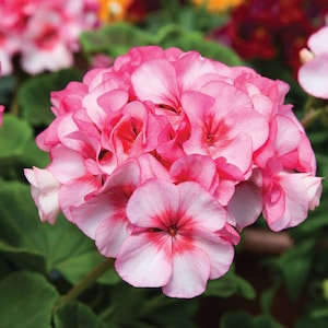 BIN1D#2 Geranium Seeds Geranium Horizon New Star 100 Bulk Seeds F1 Hybrid