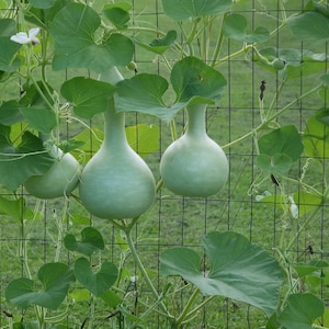 MPB#5 Birdhouse Gourd Seeds Lagenaria 15 thru 200 Seeds Bottle Gourd