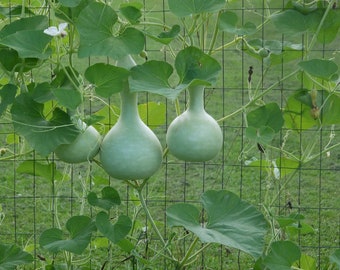 MPB#5 Birdhouse Gourd Seeds Lagenaria 15 thru 200 Seeds Bottle Gourd