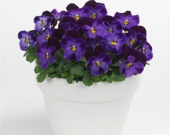 Puede incluir: Una maceta blanca llena de un grupo de pensamientos violetas vibrantes con centros amarillos. Las pensamientos están en plena floración y crean una hermosa exhibición de color.
