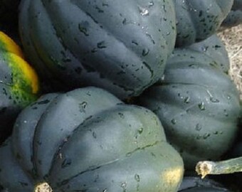 75+ Acorn Winter Squash (Table Queen) Seeds - Heirloom, Non-GMO, USA