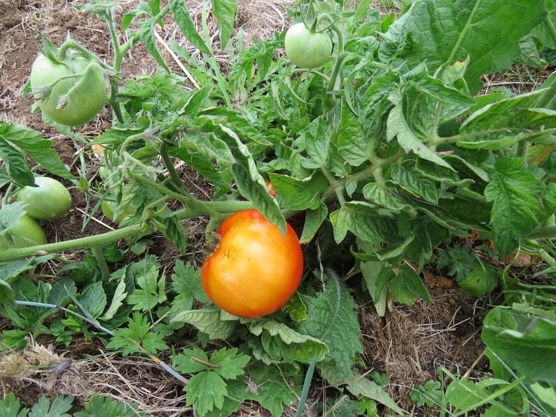 Patio Hybrid 100 Tomato Seeds Patio Tomato Seeds Etsy