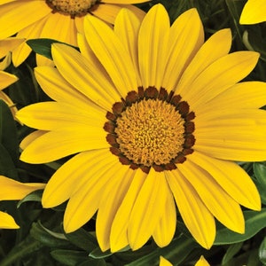 Gazania Seeds Big Kiss Yellow 50 Flower Seeds