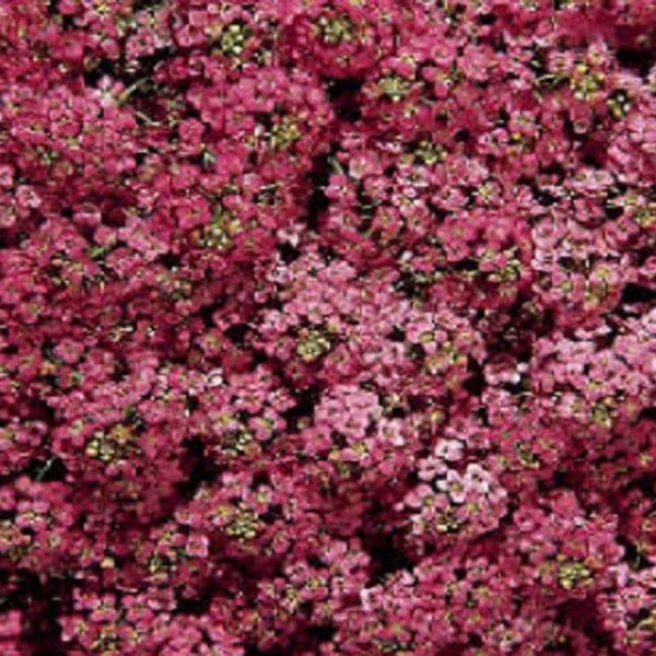 Alyssum Seeds Wonderland Deep Rose Ground Cover 100 Seeds