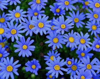 Blue Daisies Etsy