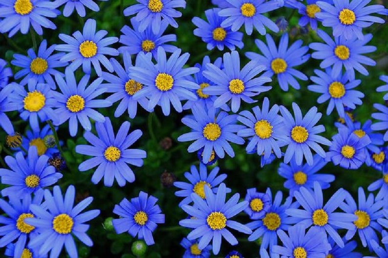 Blue Daisy Seeds Felicia Daisy Felicia Heterophylla Blue 25 Etsy