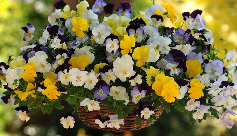 Pansy Cool Wave Mix