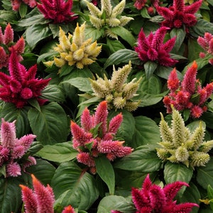 May include: A variety of celosia plants in bloom. The plants have vibrant red, pink, and cream-colored flowers. The flowers are feathery and have a unique texture.